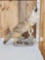 Howling Coyote Full Body Taxidermy Mount