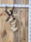 Pronghorn Antelope Shoulder Mount Taxidermy