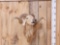 Awesome Cross Breed Ram Sheep Shoulder Mount Taxidermy