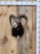 Mouflon Cross Ram Sheep Shoulder Mount Taxidermy