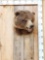 Alaskan Grizzly Bear Shoulder Mount Taxidermy