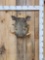 African Warthog Shoulder Mount Taxidermy