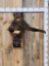 African Chakma Baboon Half Body Wall Pedestal Taxidermy Mount