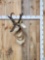 Pronghorn Antelope Shoulder Mount Taxidermy