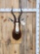 African Blesbok Shoulder Mount Taxidermy