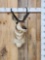 Pronghorn Antelope Shoulder Mount Taxidermy