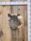 African Warthog Shoulder Mount Taxidermy