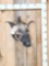 African Bush Pig Shoulder Mount Taxidermy