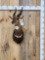 African Bush Buck Shoulder Mount Taxidermy
