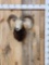 Mouflon Ram Sheep Shoulder Mount Taxidermy