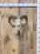 Ram Sheep Shoulder Mount Taxidermy