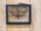 Giant Peruvian Grasshopper In Frame Taxidermy