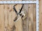 Pronghorn Antelope Shoulder Mount Taxidermy