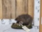 Hedgehog Full Body Taxidermy Mount
