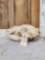 Alaskan Kodiak Brown Bear Skull Taxidermy