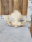 African Warthog Skull Taxidermy