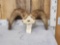 Stone Sheep Horns On Skull Plate Taxidermy