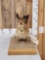 African Springhare Full Body Taxidermy Mount