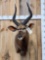 African Nyala Shoulder Mount Taxidermy
