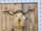 Golden Angora Goat Shoulder Mount Taxidermy