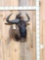 African Blue Wildebeest Shoulder Mount Taxidermy