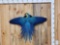 Spectacular Blue & Yellow Macaw In Flight Bird Taxidermy
