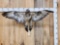 Eurasian Comon Buzzard Buteo Buteo Bird Taxidermy