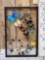 Frame Of 32 Beautiful Butterflies Taxidermy