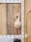 Chilean Flamingo Full Body Bird Taxidermy
