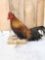 Domestic Rooster Full Body Chicken Bird Taxidermy