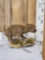 Baby Capybara Full Body Taxidermy Mount