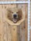 Big Alaskan Brown Bear Wall Pedestal Taxidermy Mount