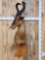 African Red Hartebeest Wall Pedestal Taxidermy Mount