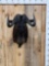 African Black Wildebeest Shoulder Mount Taxidermy
