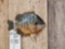 Red Ear Pumpkin Seed Real Skin Fish Taxidermy