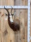 African Blesbok Shoulder Mount Taxidermy
