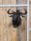African Cookson's Blue Wildebeest Shoulder Mount Taxidermy