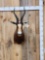 African Blesbok Shoulder Mount Taxidermy