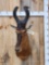 African Red Hartebeest Shoulder Mount Taxidermy