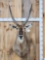NICE African Waterbuck Shoulder Mount Taxidermy