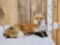 Alaskan Red Fox Full Body Taxidermy Mount