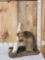 Porcupine Full Body Taxidermy Mount