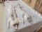 2 Ranch Fox Soft Tanned Furs Taxidermy