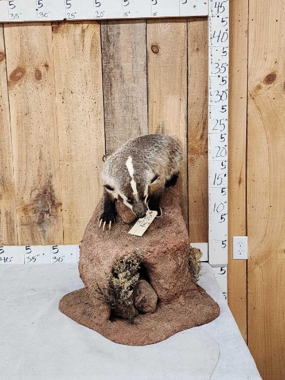 Badger Hunting Prairie Dogs Full Body Taxidermy Mount