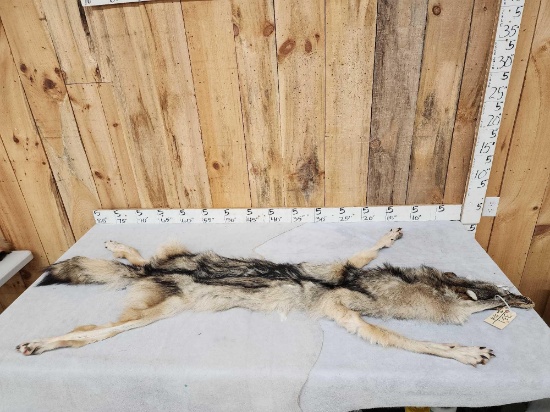 Big Alaskan Wolf Soft Tanned Fur Taxidermy