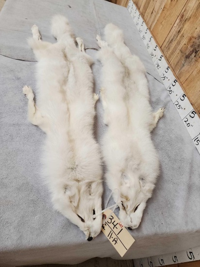 2 Gorgeous White Ranch Fox Soft Tanned Furs