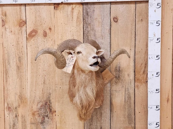 Awesome Cross Breed Ram Sheep Shoulder Mount Taxidermy