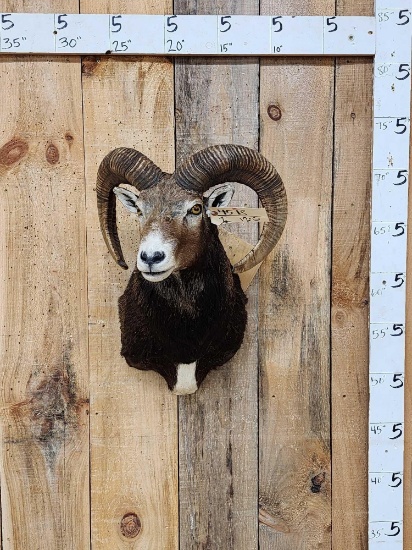 Mouflon Cross Ram Sheep Shoulder Mount Taxidermy