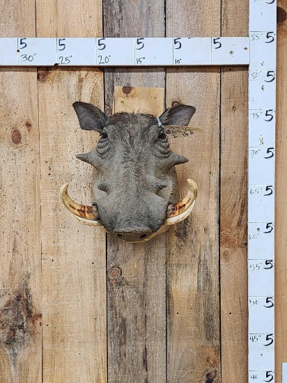 African Warthog Shoulder Mount Taxidermy
