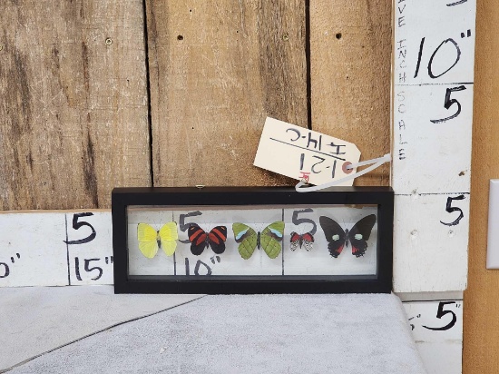 Frame Of 5 Beautiful Butterflies Taxidermy